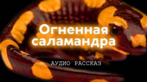 Иван Курганов - Огненная саламандра