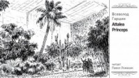 Attalea princeps
