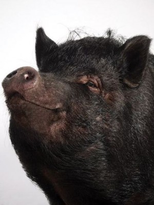 О. Генри - Поросячья этика